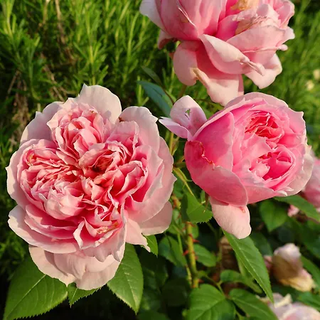 Ferienhaus Casa Azalea