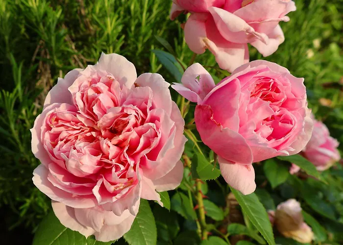 Tatil Evi Casa Azalea